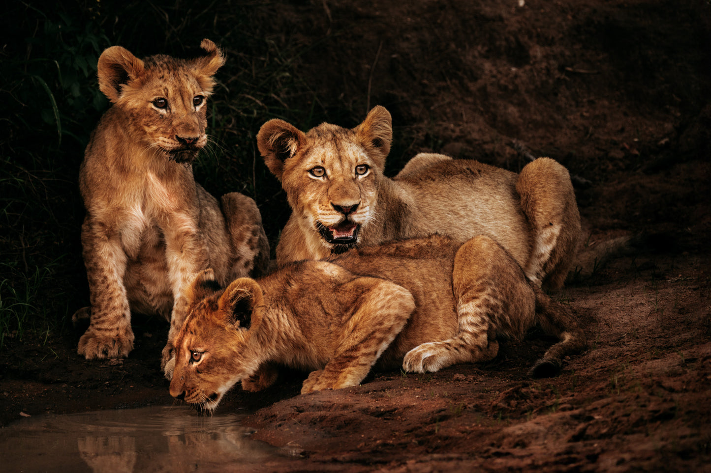 Lion Cubs at Dusk - African Wildlife Photography Print