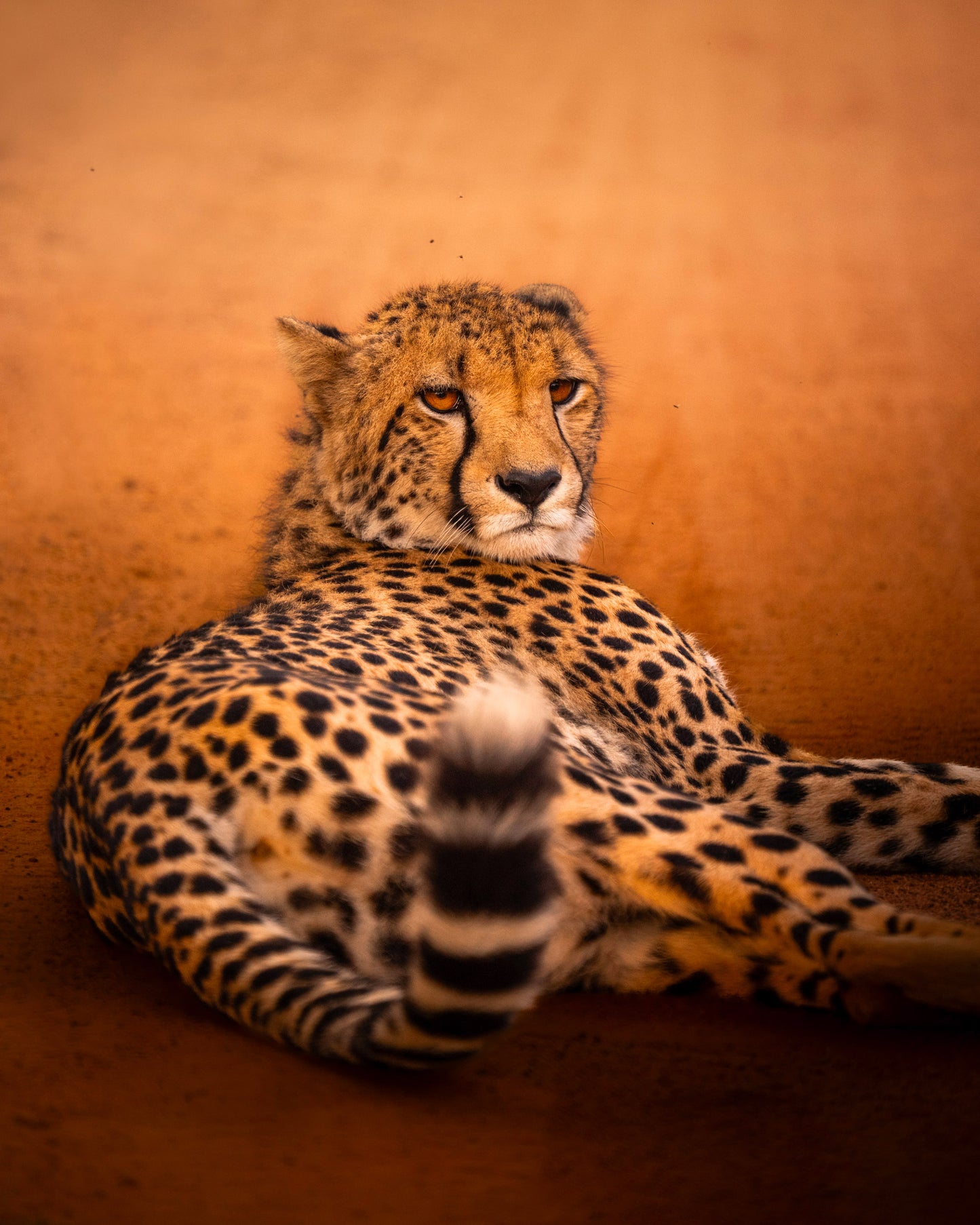 Facing the Cheetah