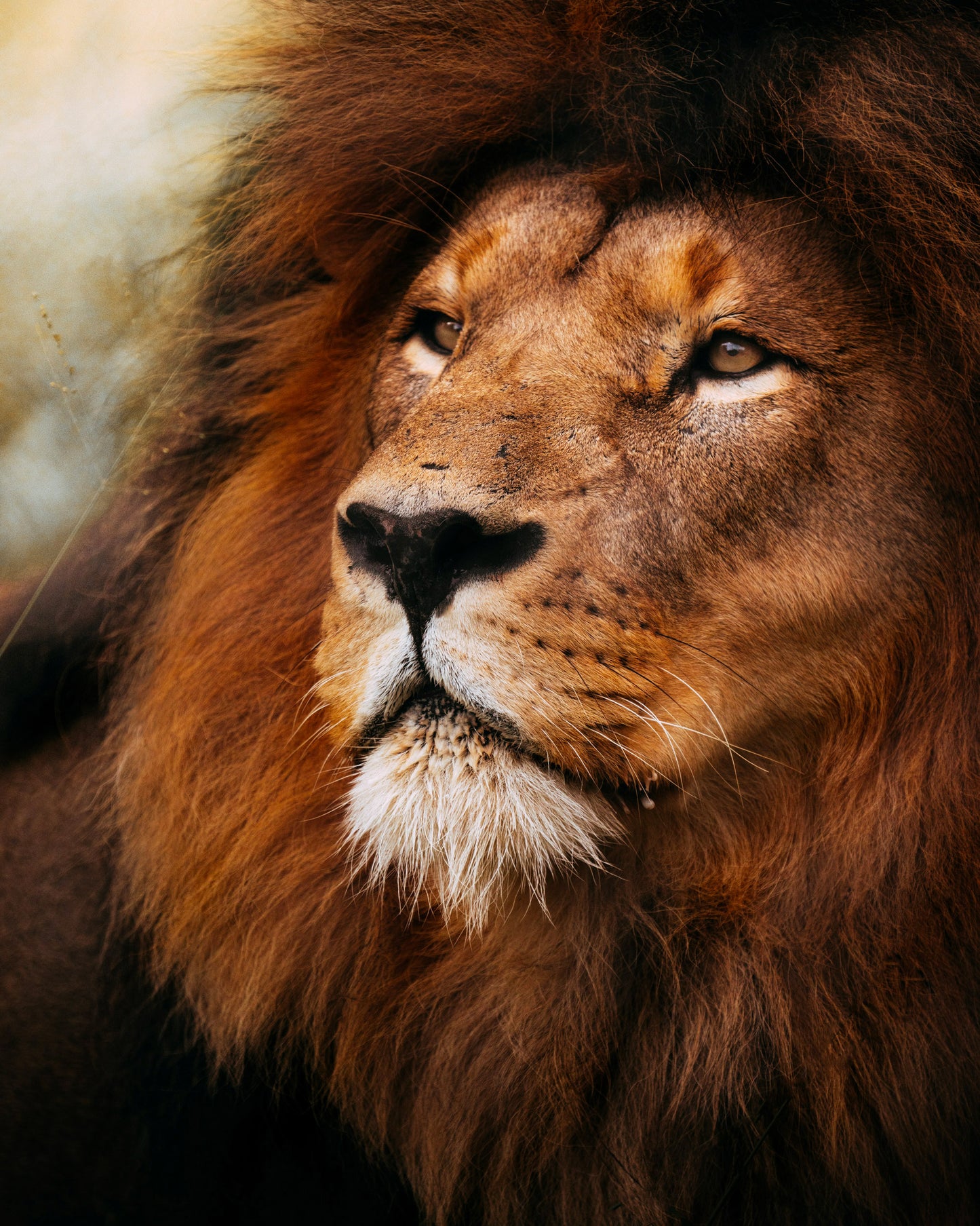 Lion's Glare