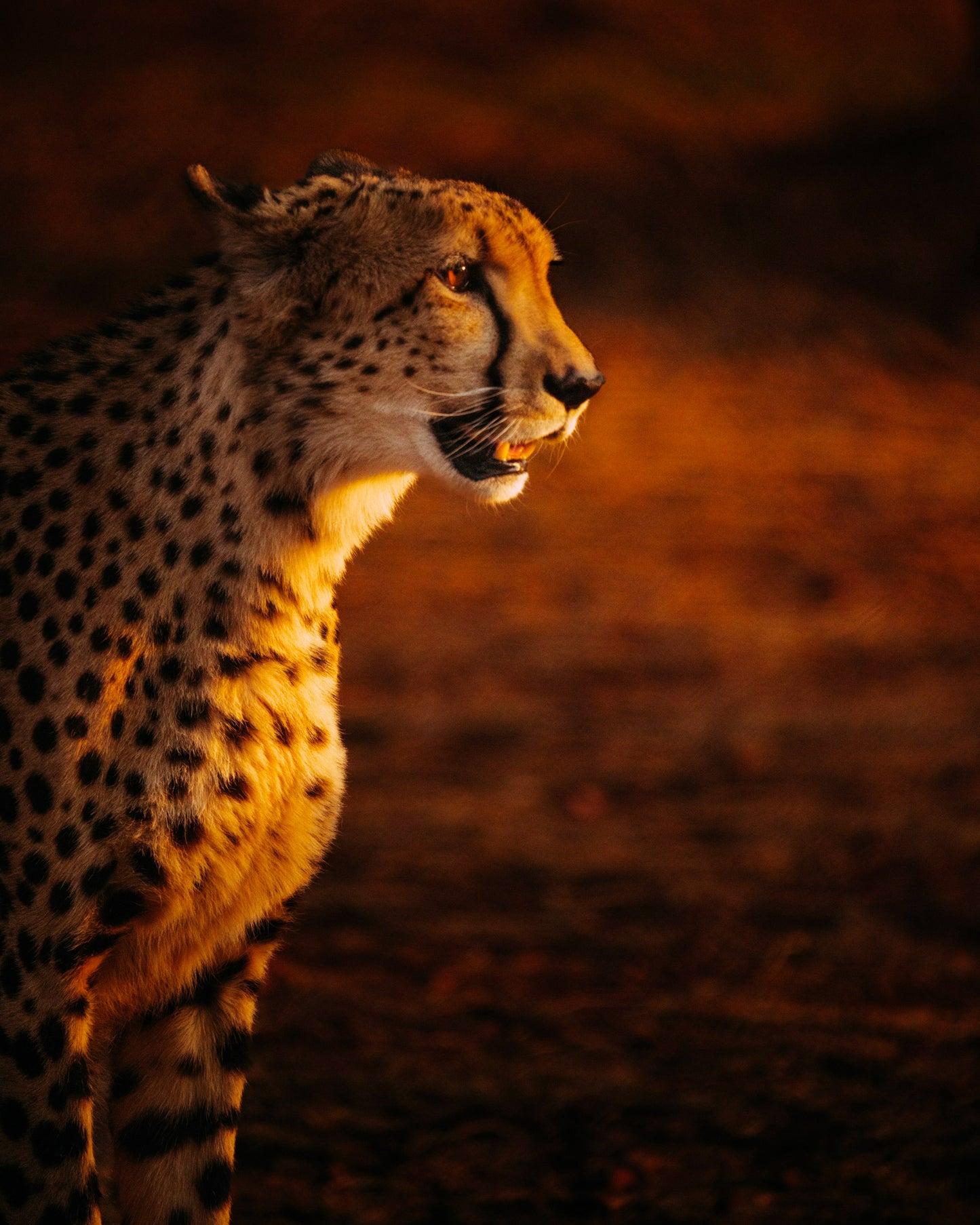 Sight of the Cheetah