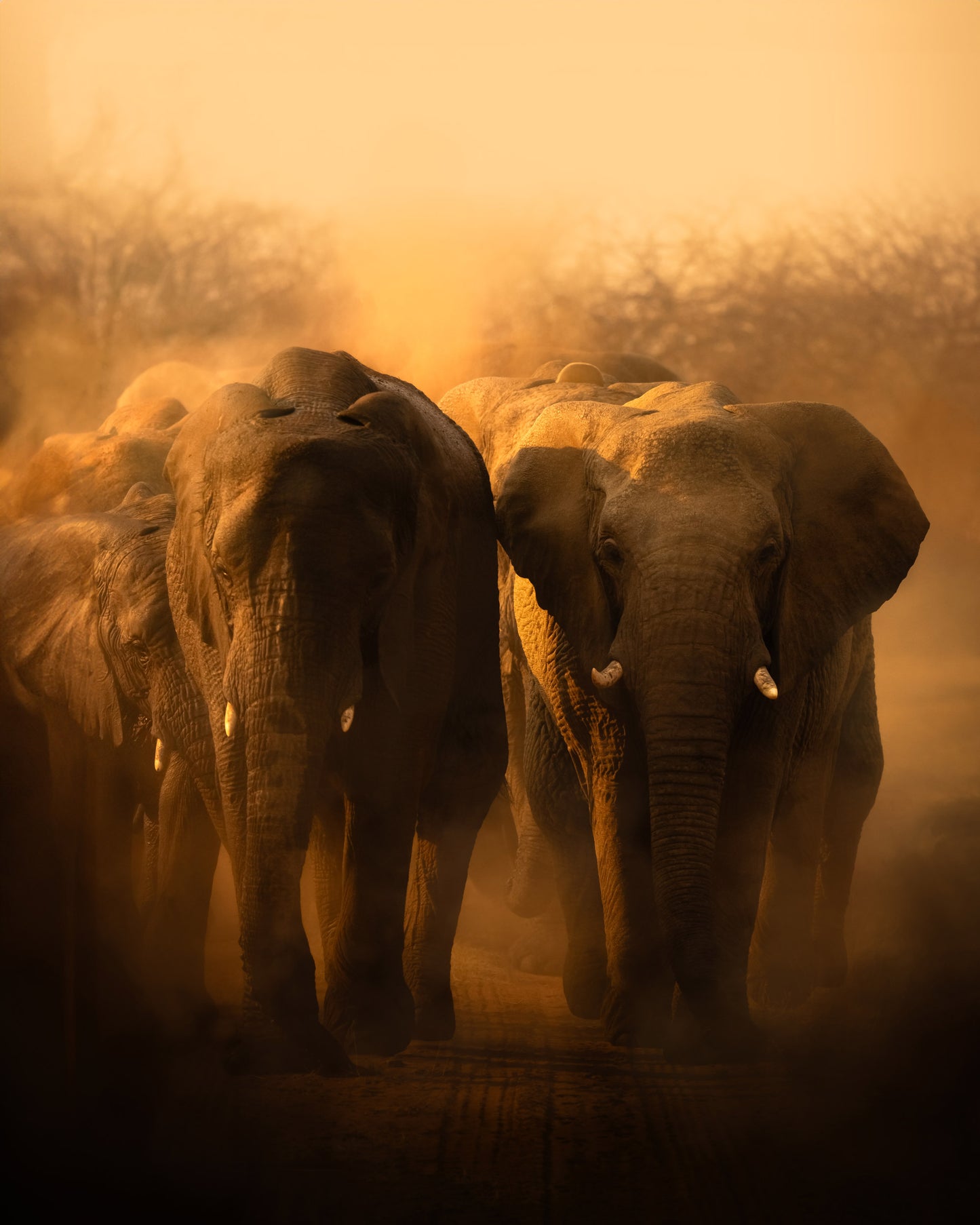 The Herd