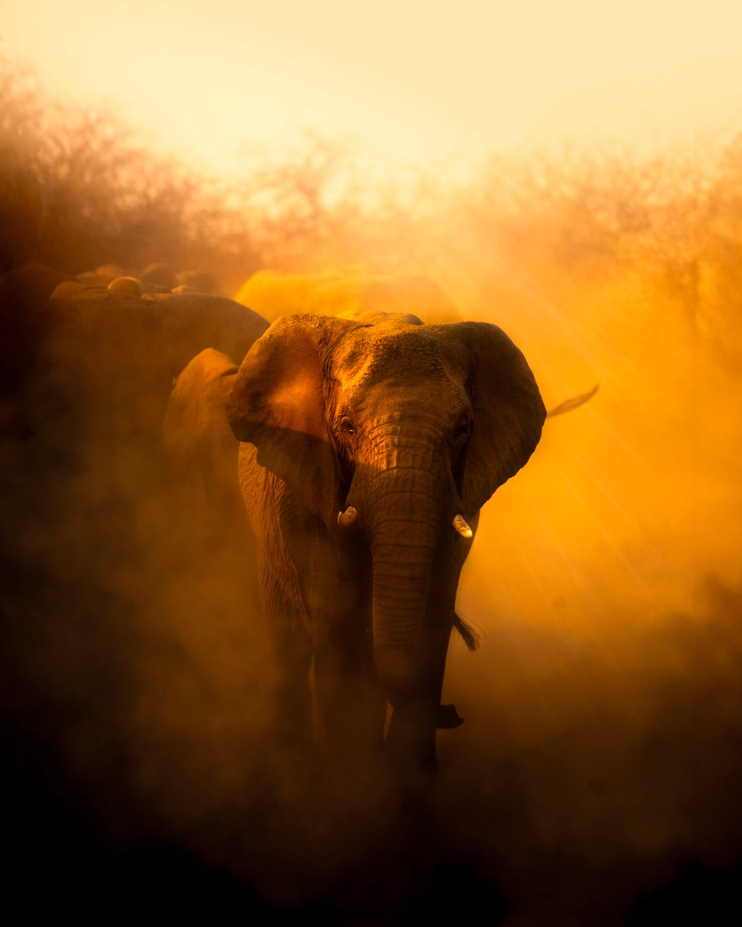 The Walk of the Elephant