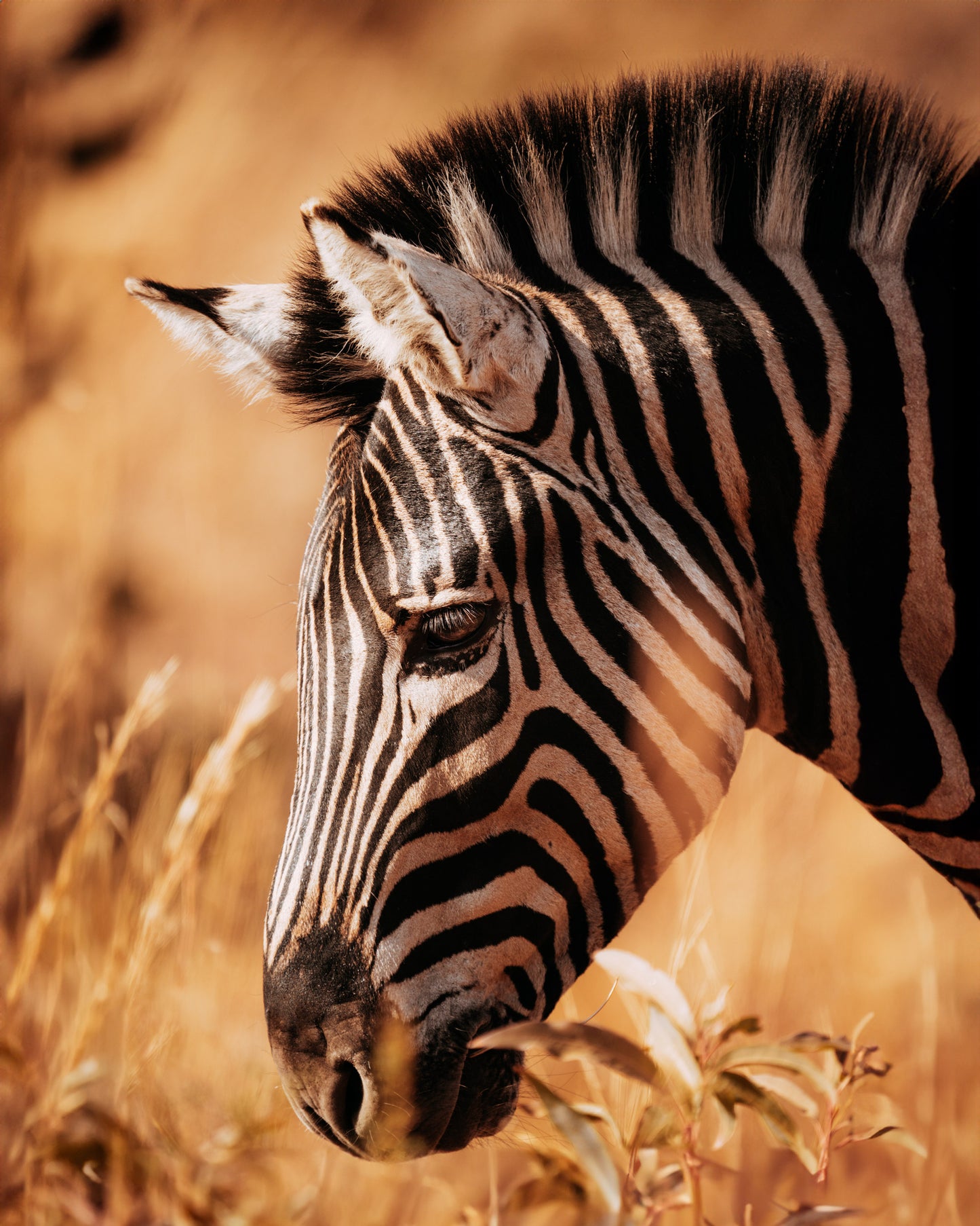 The Bow of the Zebra