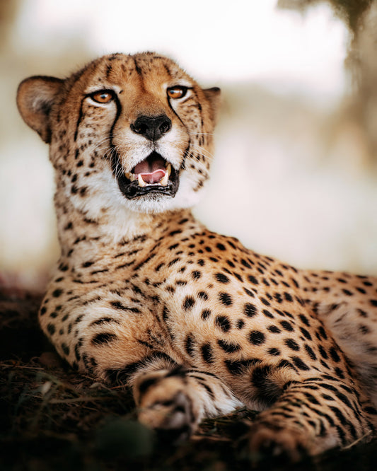 Cheetah - African Wildlife Photography Print