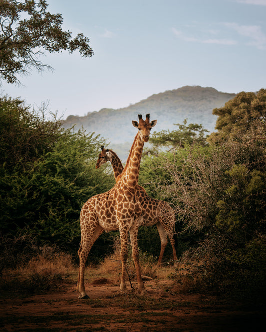 Giraffes in Stormy Morning Light - African Wildlife Photography Print