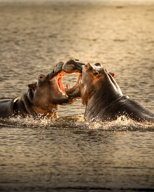 Hippos at Golden Hour - African Wildlife Photography Print