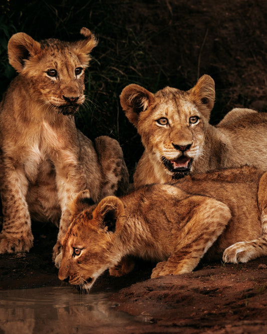 Lion Cubs at Dusk  - African Wildlife Photography Print