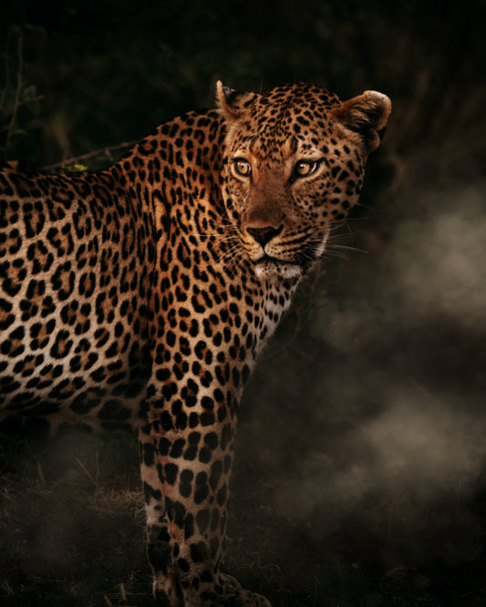 Leopard in Golden light - African Wildlife Photography Print