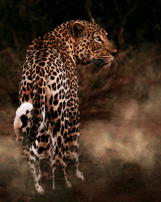 In the tracks of the Leopard - African Wildlife Photography Print