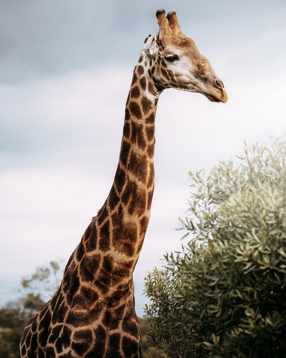 Giraffe - African Wildlife Photography Print