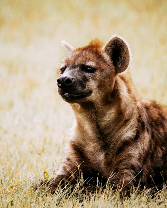 Hyena - African Wildlife Photography Print