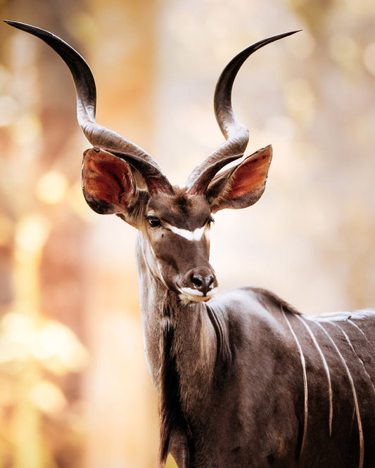 Kudu - African Wildlife Photography Print