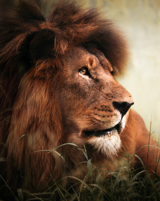 Lion - African Wildlife Photography Print