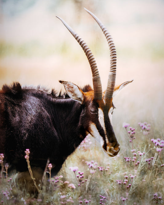 Sable Antelope - African Wildlife Photography Print