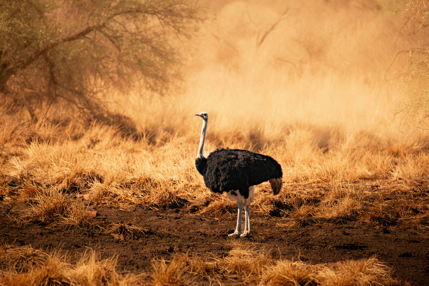 The Stand of the Ostrich