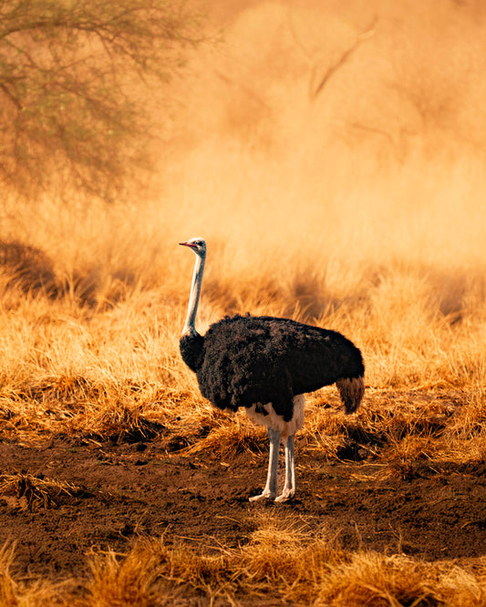 The Stand of the Ostrich