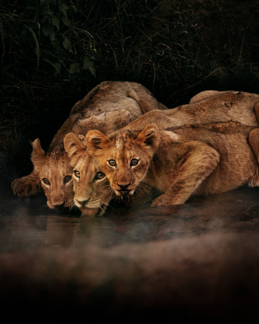 Lion Cubs Drinking in the Wild - African Wildlife Photography Print