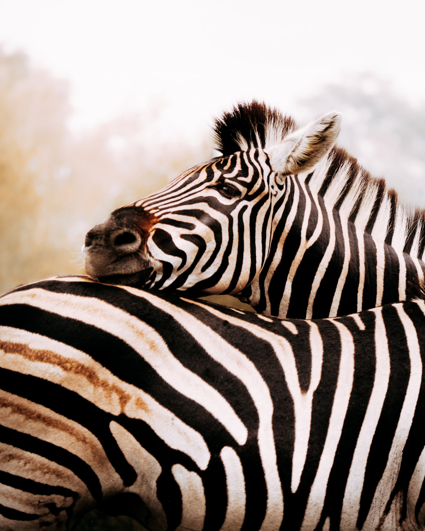 Zebras - African Wildlife Photography Print