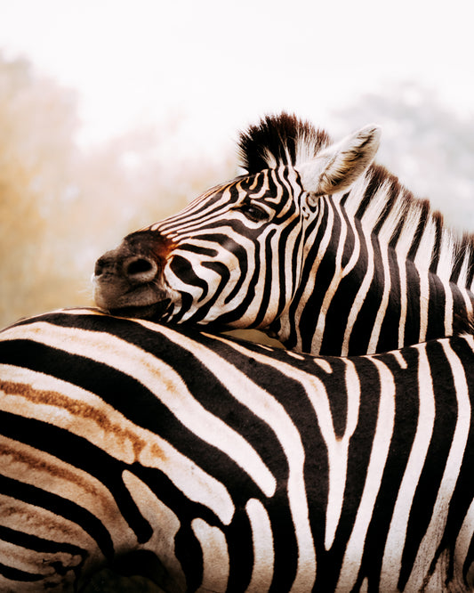 Zebras - African Wildlife Photography Print