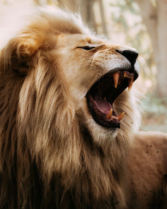 Lion's roar - African Wildlife Photography Print